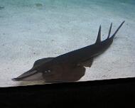 IMG_0037