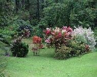 Costa Rica flowers 02