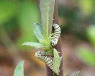 2 Catepillar eaters