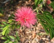 Bottlebrush bees005