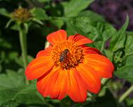 Mex-Sunflower-bee-6