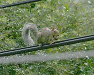 Squirrel on Wire