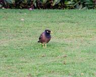IMG_8329-Bird-1